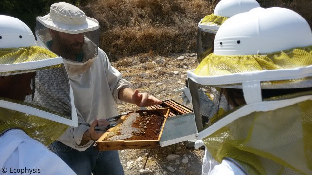 autumn visit to the hives 2
